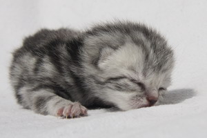 Silver Dan-Ken vom Pantoleo