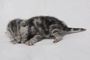 Silver Dan-Ken vom Pantoleo